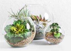 Terrariums: Everything you Need to Know